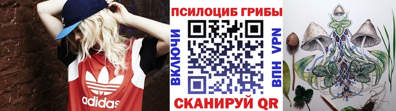 Купить где  Грязовец  Галлюциногенные грибы Psilocybe 